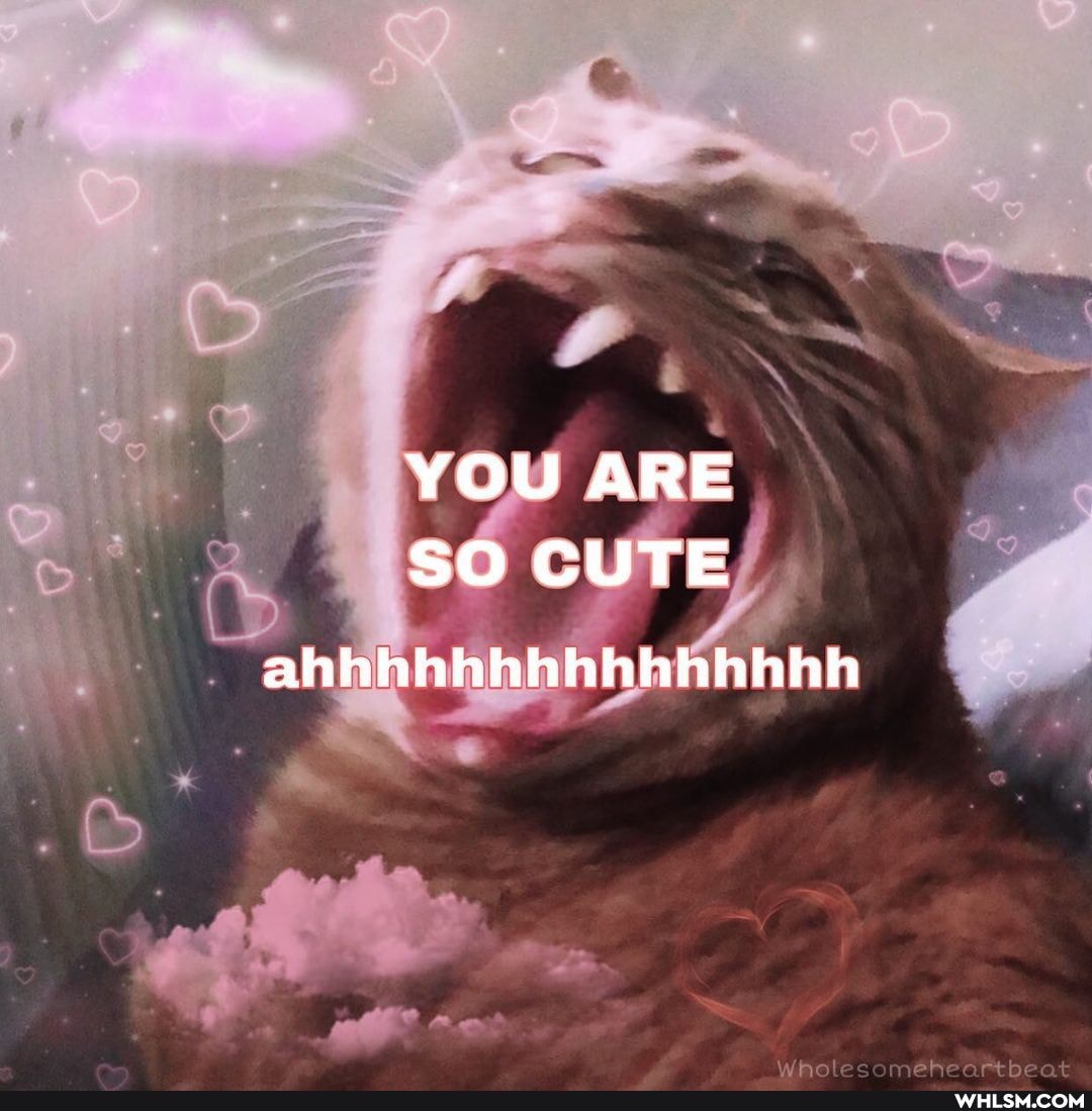 YOU ARE SO CUTE
ahbhbhhhhhbhhhhh