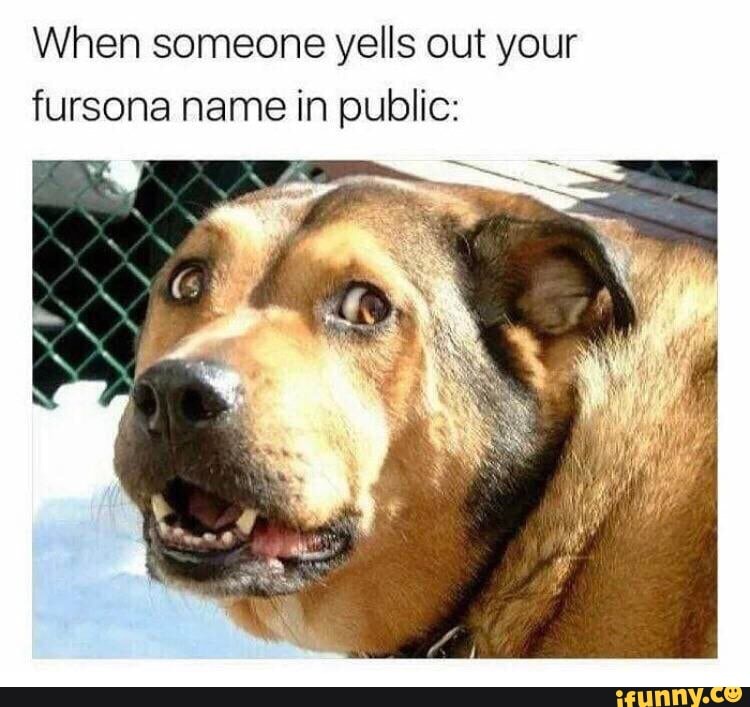 When Someone Yells Out Your Fursona Name In Public: - Ifunny