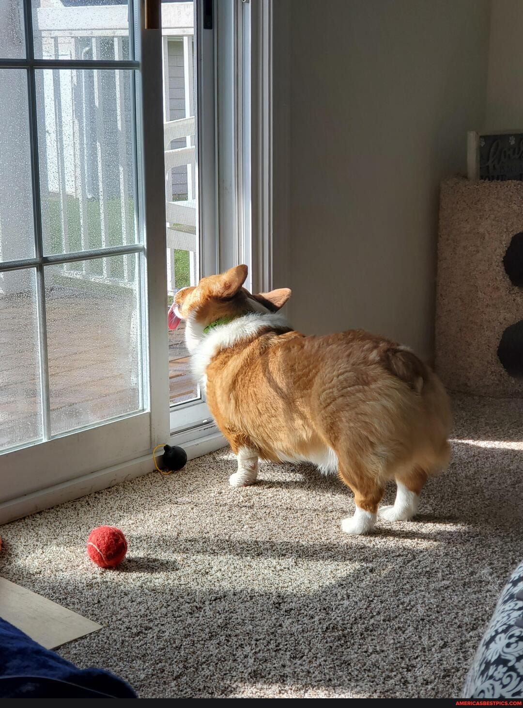enjoy, picture, dog, licking, rainwater, screen, door