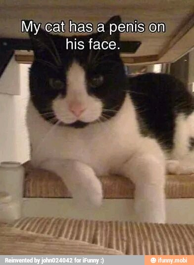 Myicatihasja penis on
his face. y