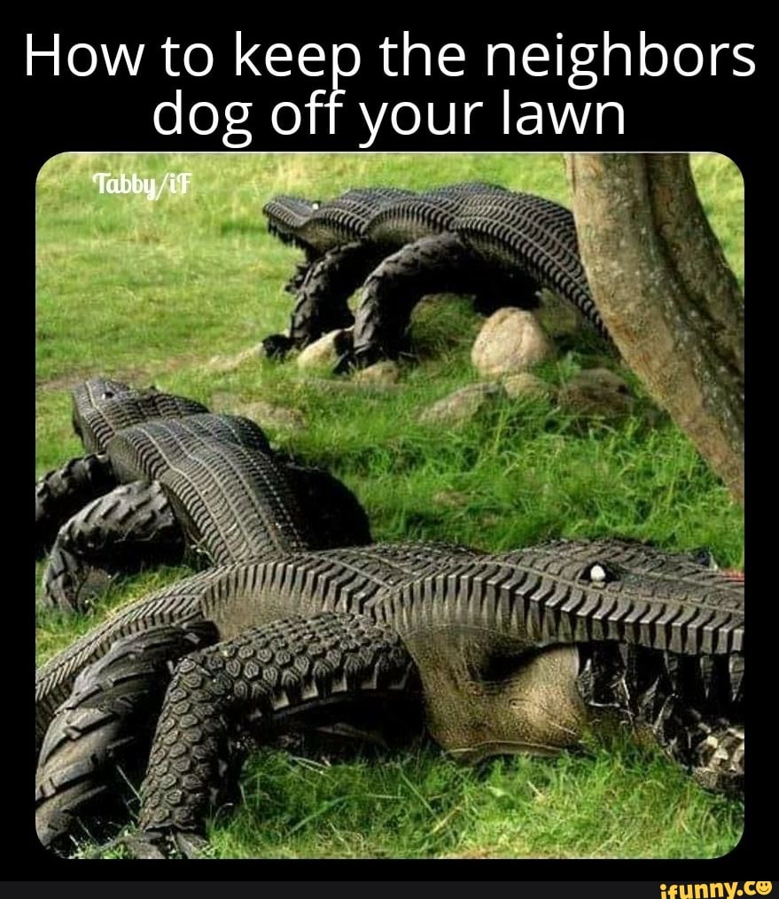 How to keep the neighbors dog off your lawn Tabby /iF iFunny