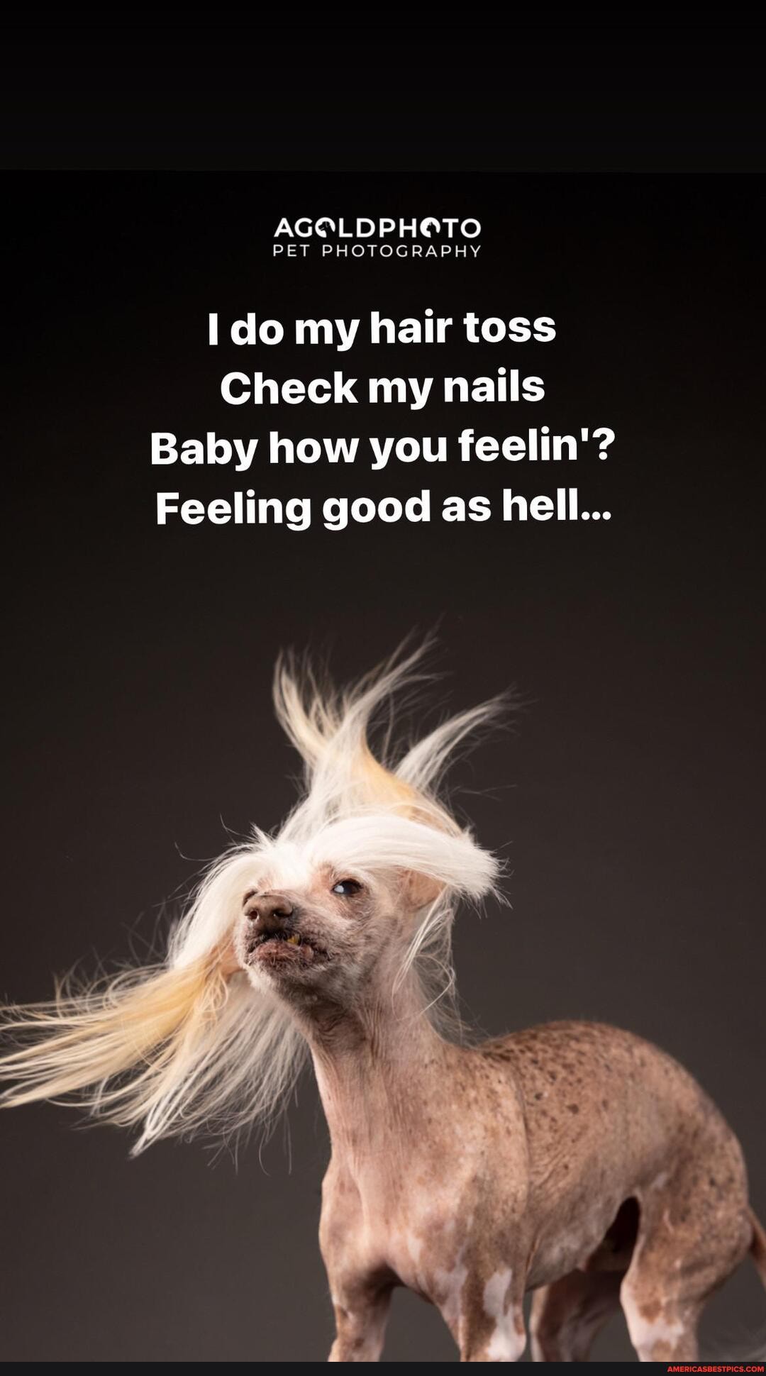AGOLDPHOTO PET PHOTOGRAPHY do my hair toss Check my nails Baby how you  feelin'? Feeling good as hell... We 