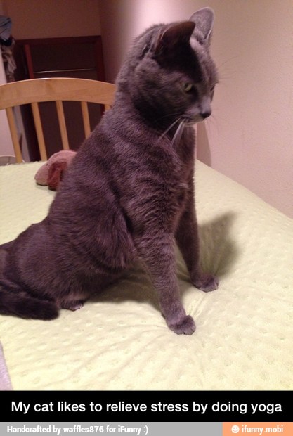 My cat likes to relieve stress by doing yoga - My cat likes to relieve stress by doing yoga