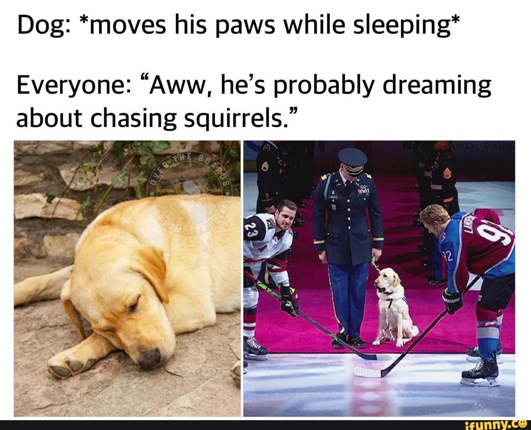 Dog *moves his paws while sleeping* Everyone "Aww, he's probably