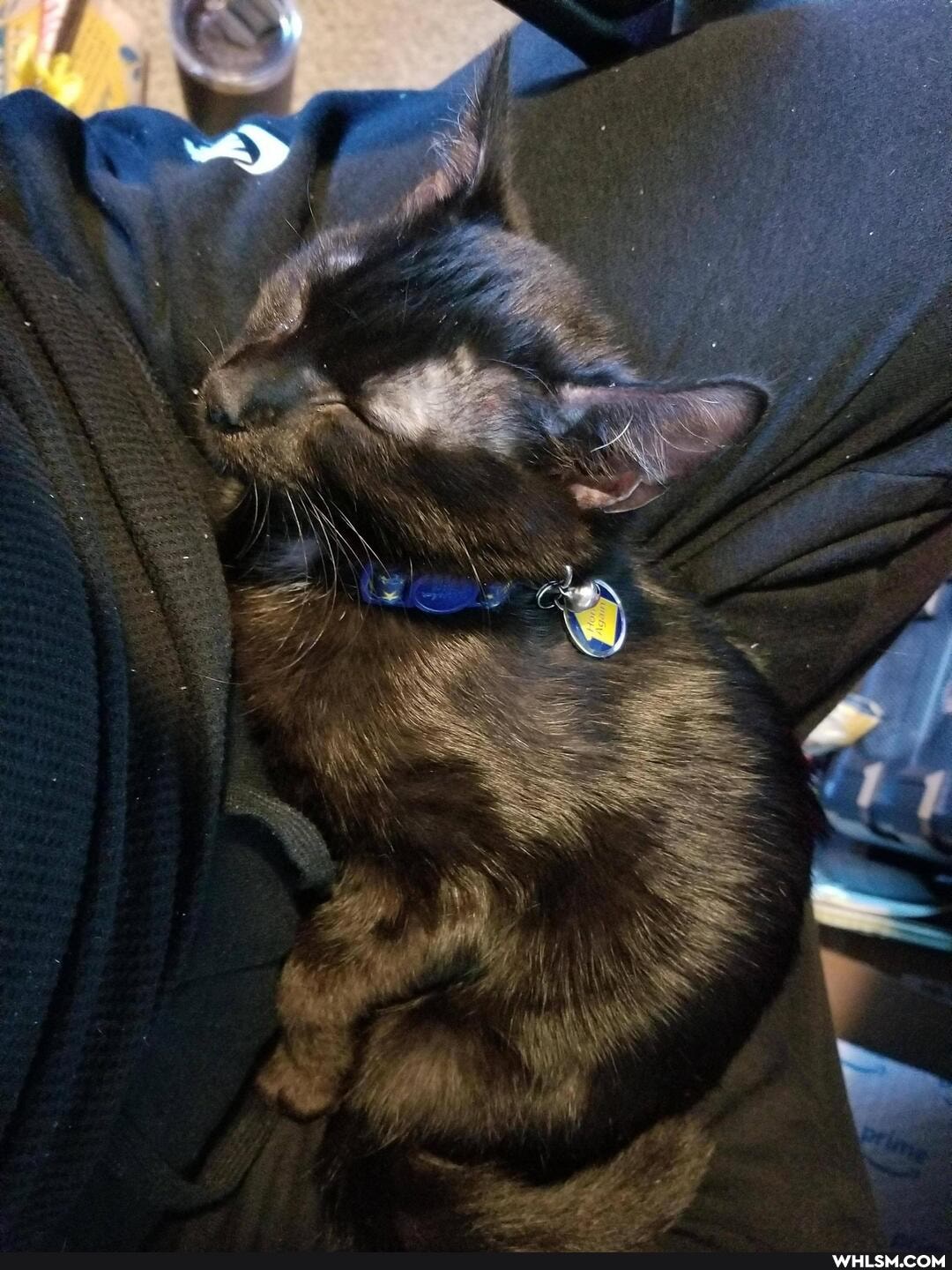cat, aww, kitten