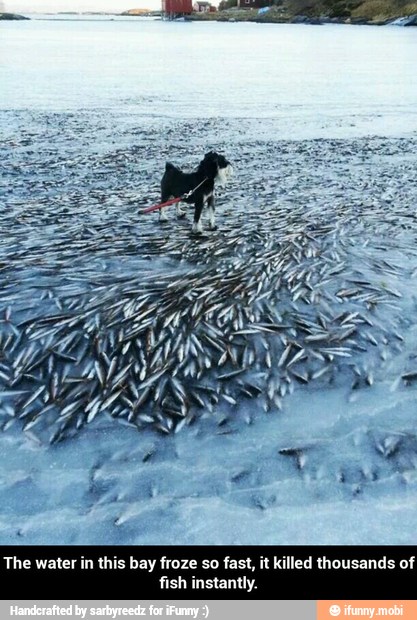 this bay froze so fast, it killed thousands of The water i
fish instantly. - The water in this bay froze so fast, it killed thousands of fish instantly.