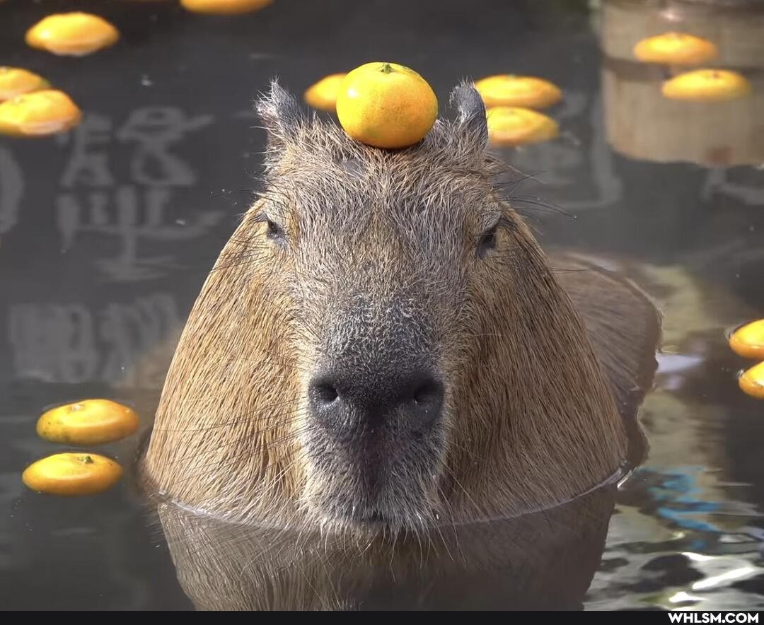 mildly_interesting, cute_animal, capybara