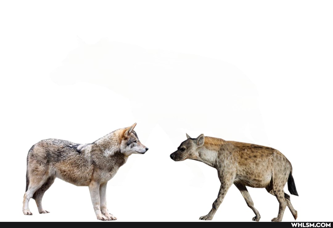 dog, comparison, wolf, hyena