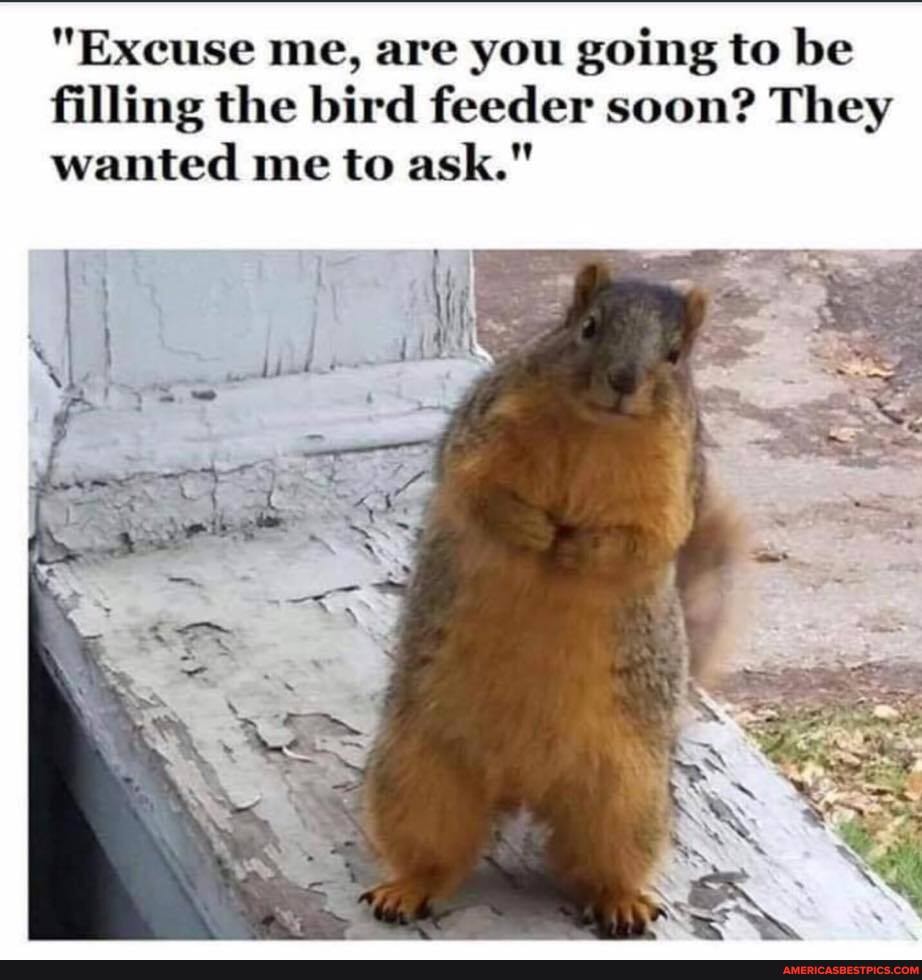 "Excuse me, are you going to be filling the bird feeder soon? They wanted me to ask."