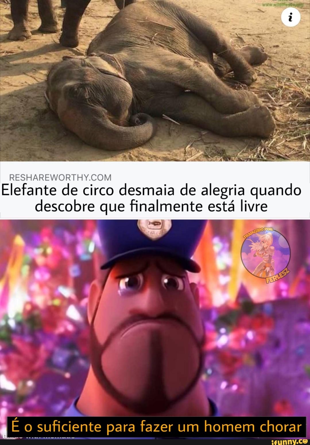 Elefante de circo desmaia de alegria quando descobre que finalmente está livre
o suficiente para fazer um homem chorar