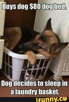 Buys dog
Dog 'decides to sleep in allaundry basket