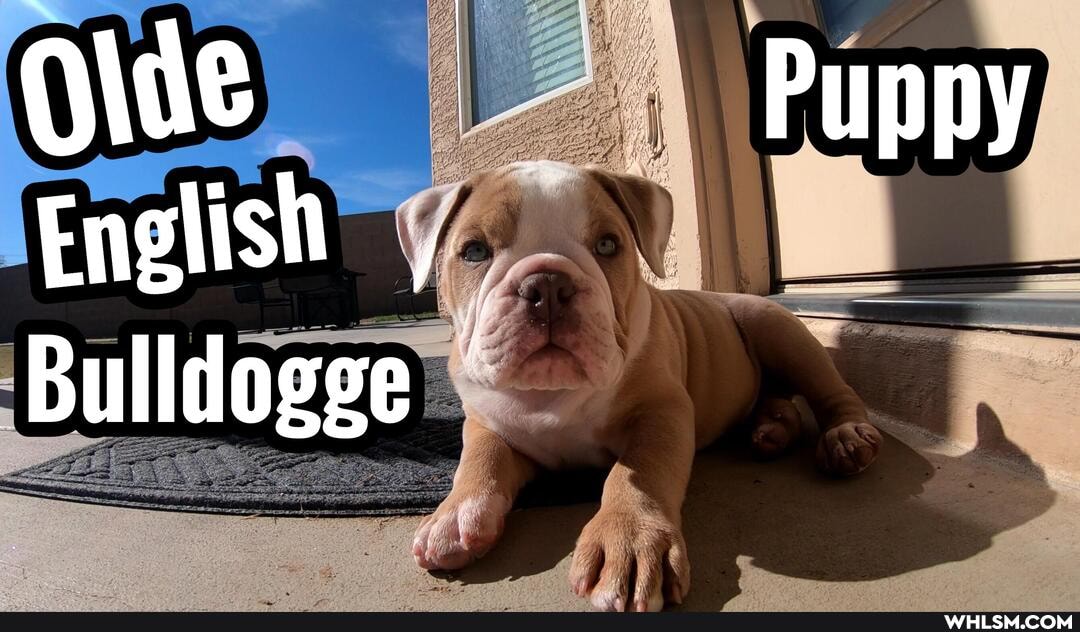 Puppy
Bulldogge