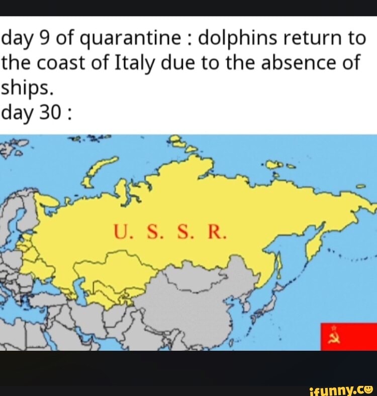 day 9 of quarantine dolphins return to
the coast of Italy due to the absence of