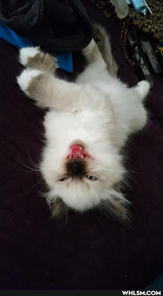 cat, kitty, funny