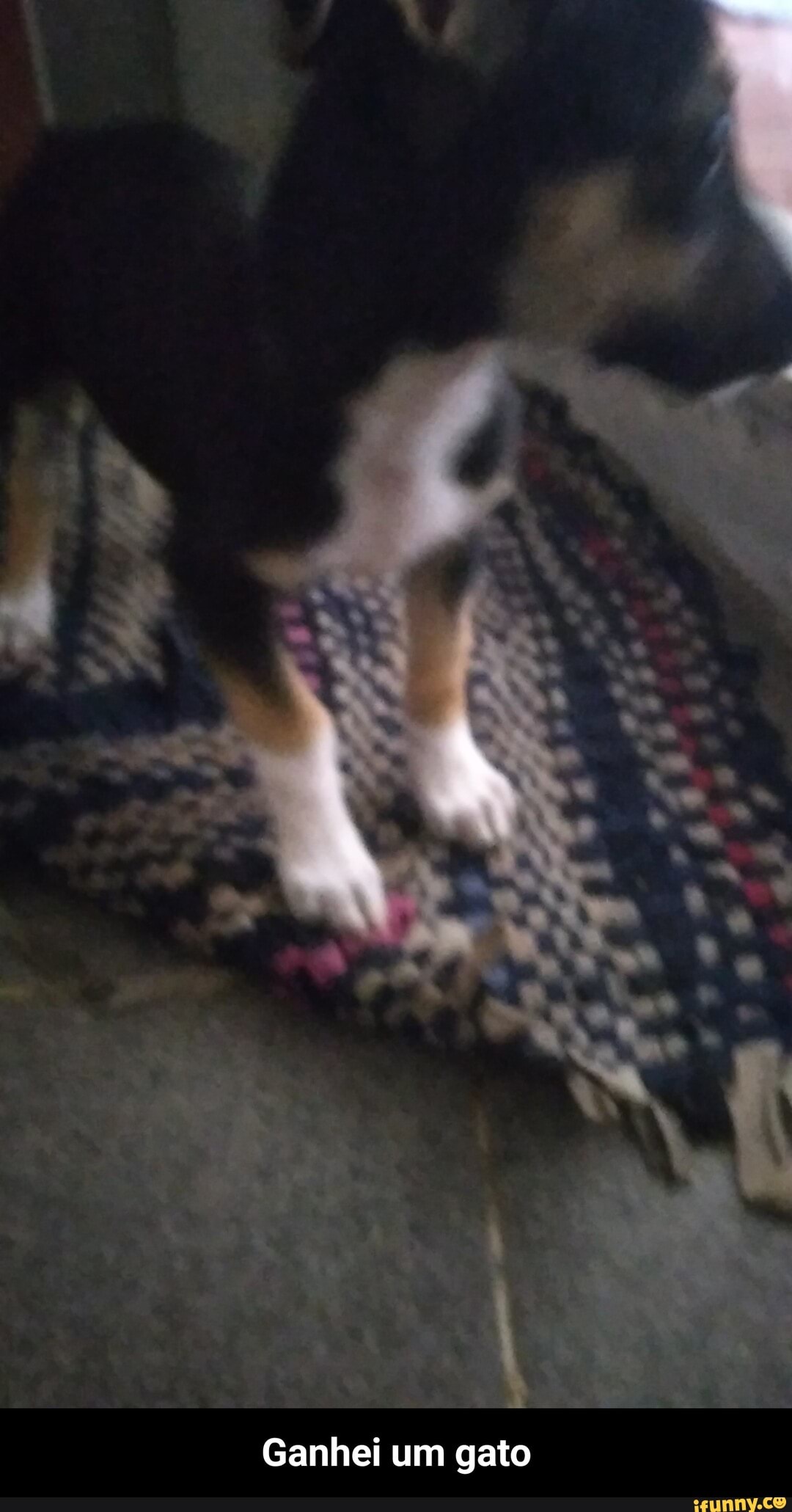 Ganhei um gato - Ganhei um gato