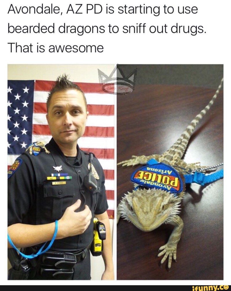 Avondale, AZ PD is starting to use
bearded dragons to sniff out drugs.
That is awesome
