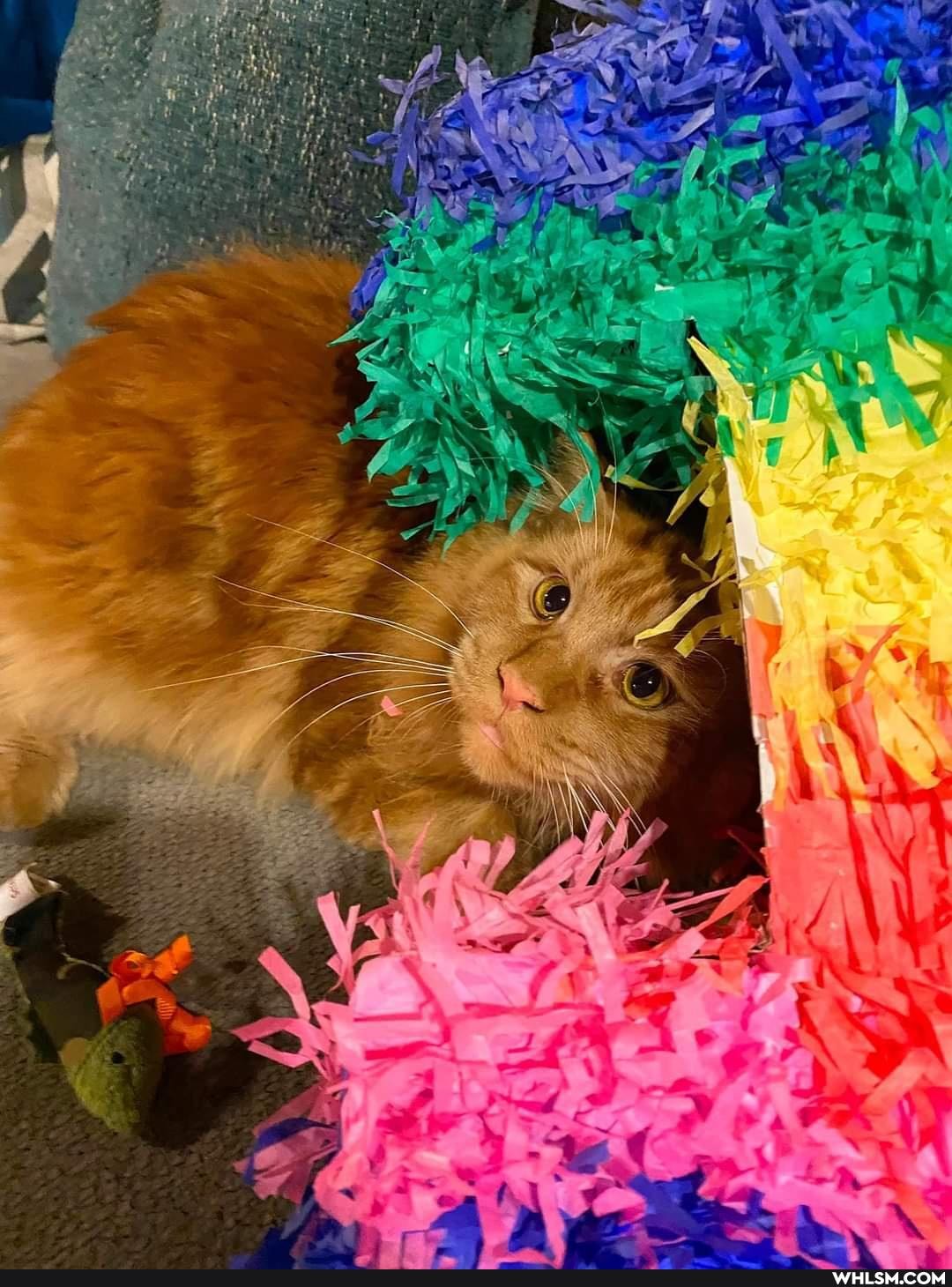 funny, cat, aww