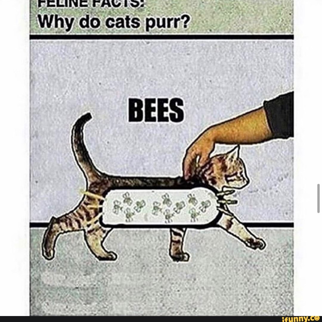 Why do cats purr?