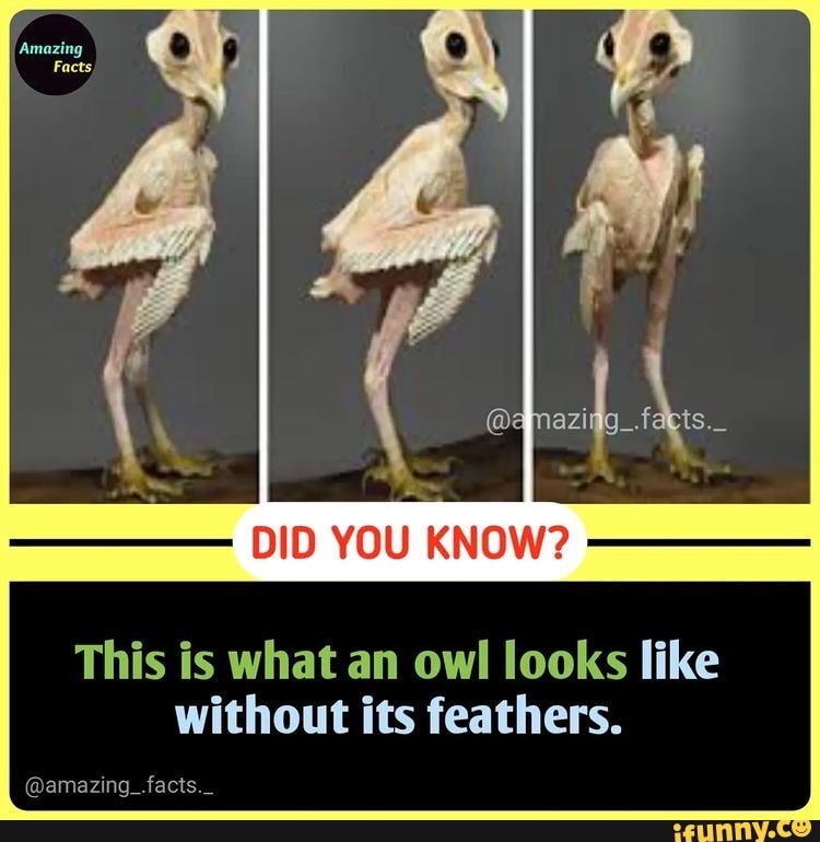 DID YOU KNOW? This is what an owl looks like without its feathers