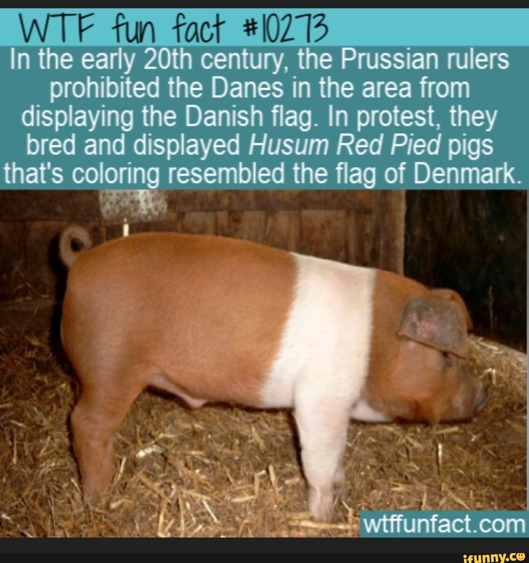 Датская свинья