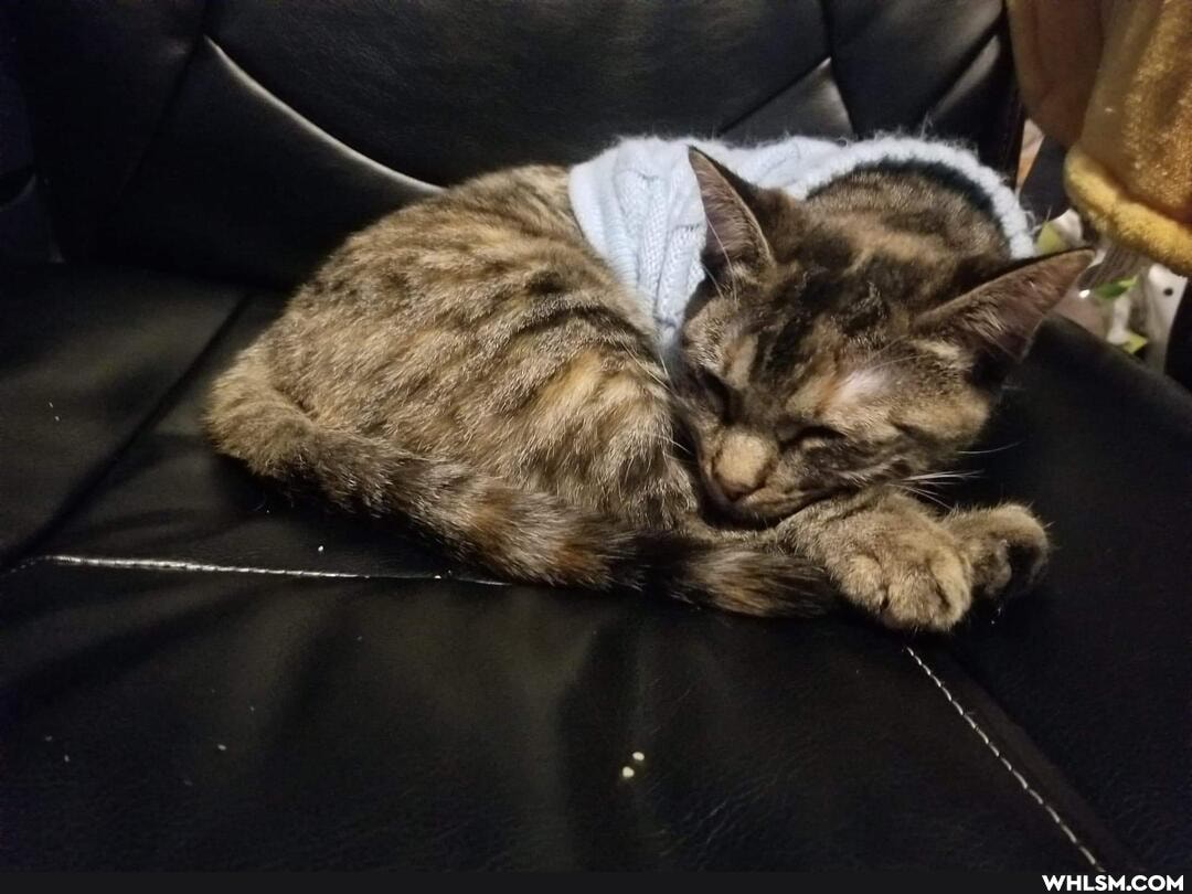 aww, cat