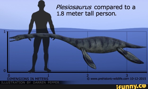 Plesiosaurus compared to a 1.8 meter tall person. - iFunny