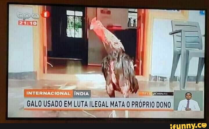 GALO USADO EM LUTA ILEGAL MATA 0 PRÓPRIO DONO