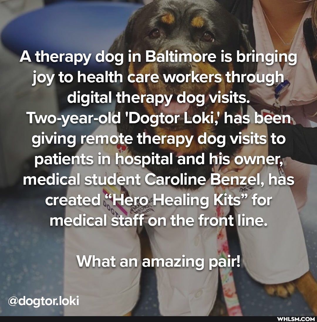 A therapy dog in Baltimore is bringing joy to health care workers through digital therapy dog visits.
Two-year-old 'Dogtor Loki, has been giving remote therapy dog visits to patients in hospital and his owner, medical student Caroline Benzel, has created "Hero Healing Kits" for medical staff on the front line.
What an amazing pair!
@dogtor.loki