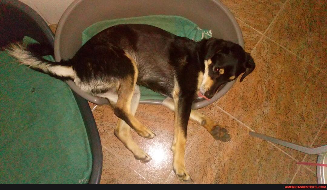 reason, prefers, small, bed, bigger