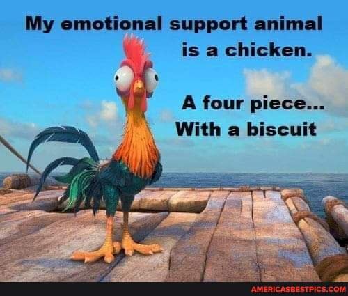 My emotional support animal is a chicken. A four piece... With a biscuit -  America's best pics and videos