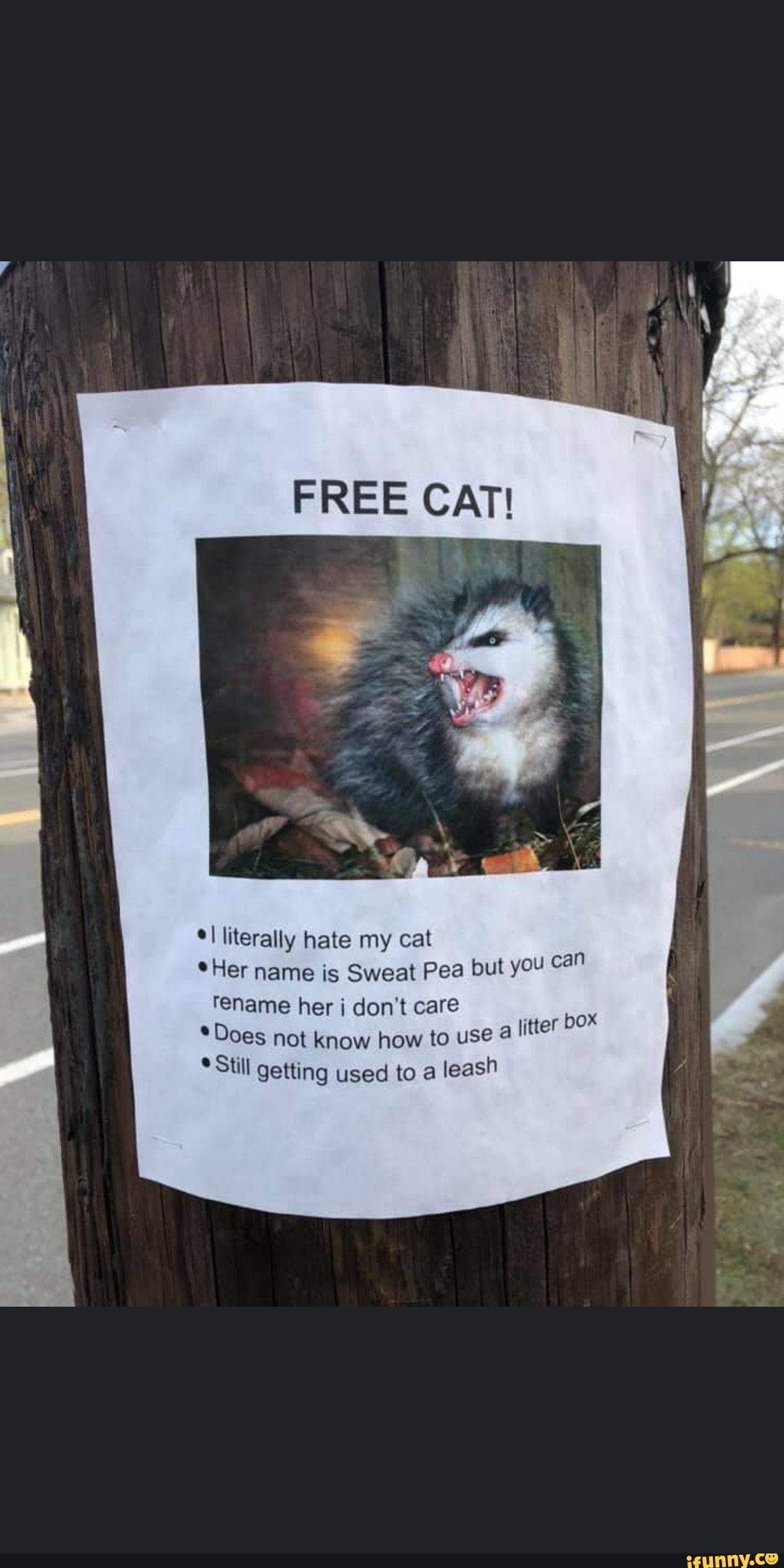 FREE CAT!
*I literally hate my cat
*Her name is Sweat Pea but you can rename her don't care
* Does not know how to use litter
*Still getting used to a leash
box