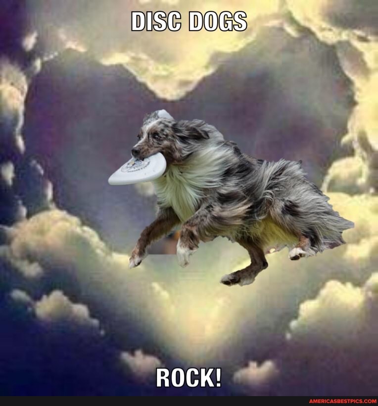 DISC DOGS
ROCK!