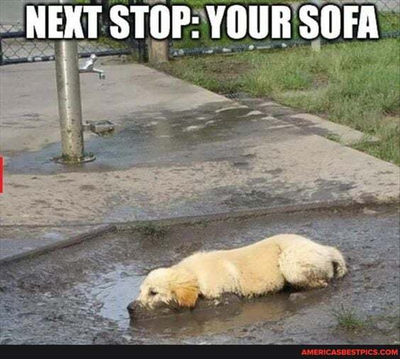 NEXT STOP: YOUR SOFA