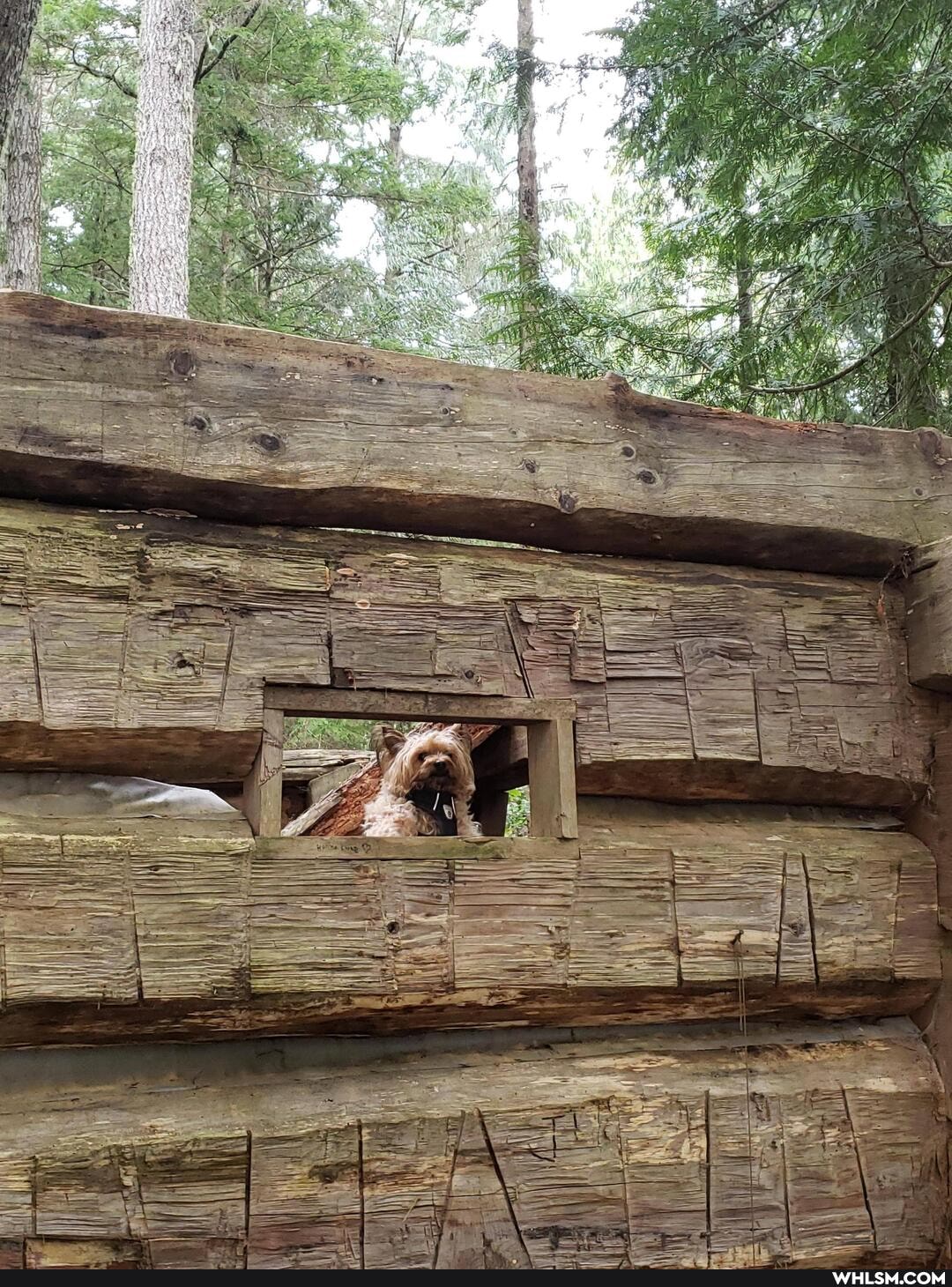old, cabin, woods, complete, grumpy, troll