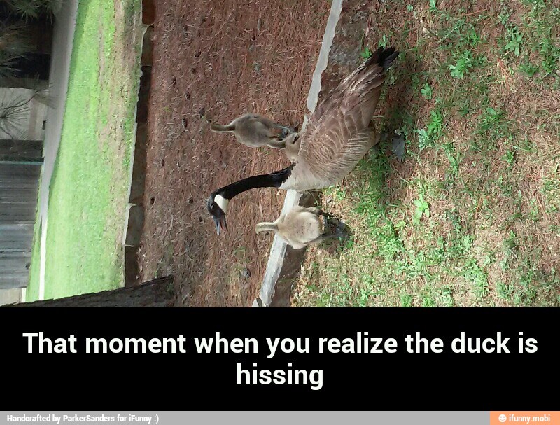 That moment when you realize the duck is
hissing - That moment when you realize the duck is hissing