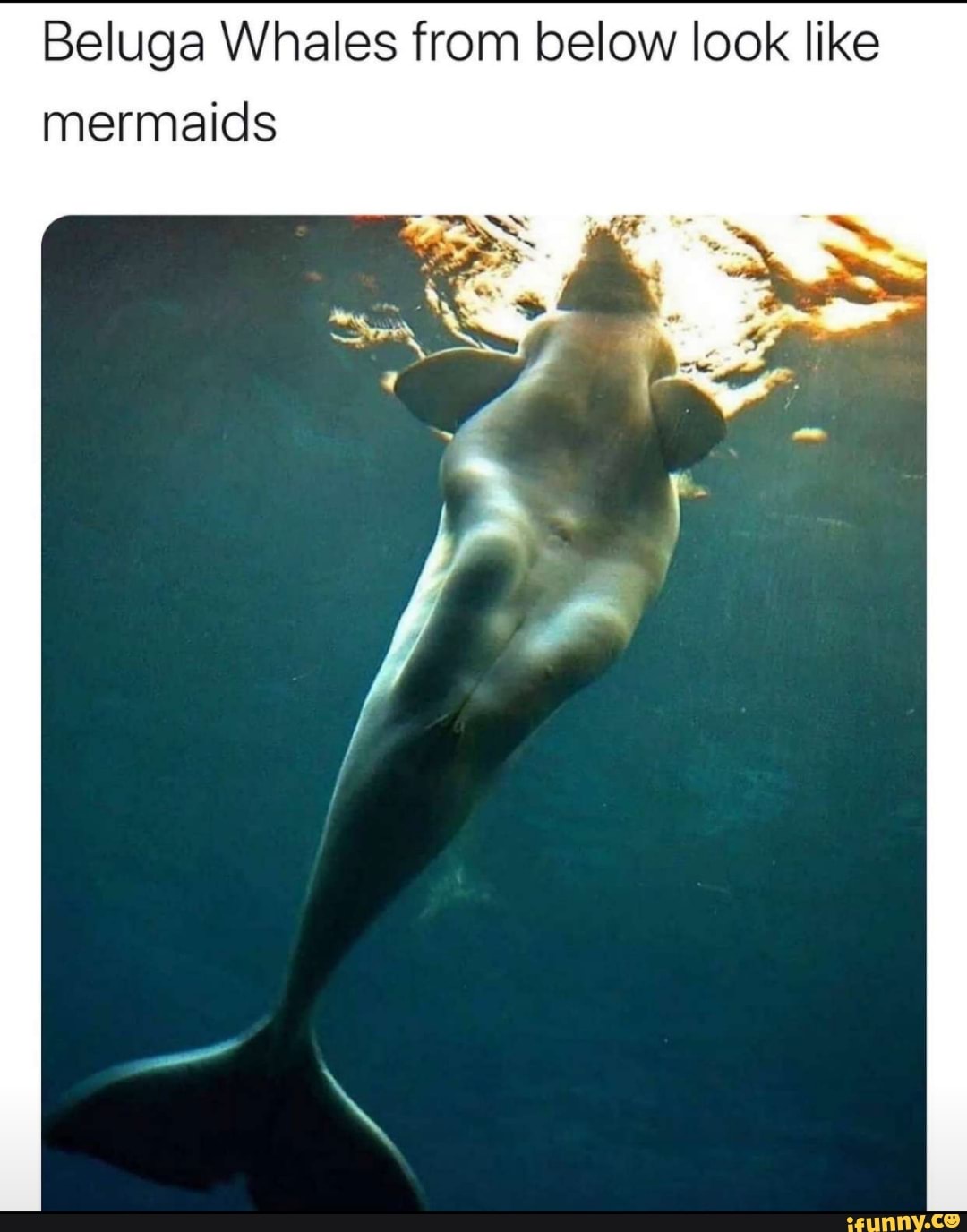 Beluga whale : r/memes