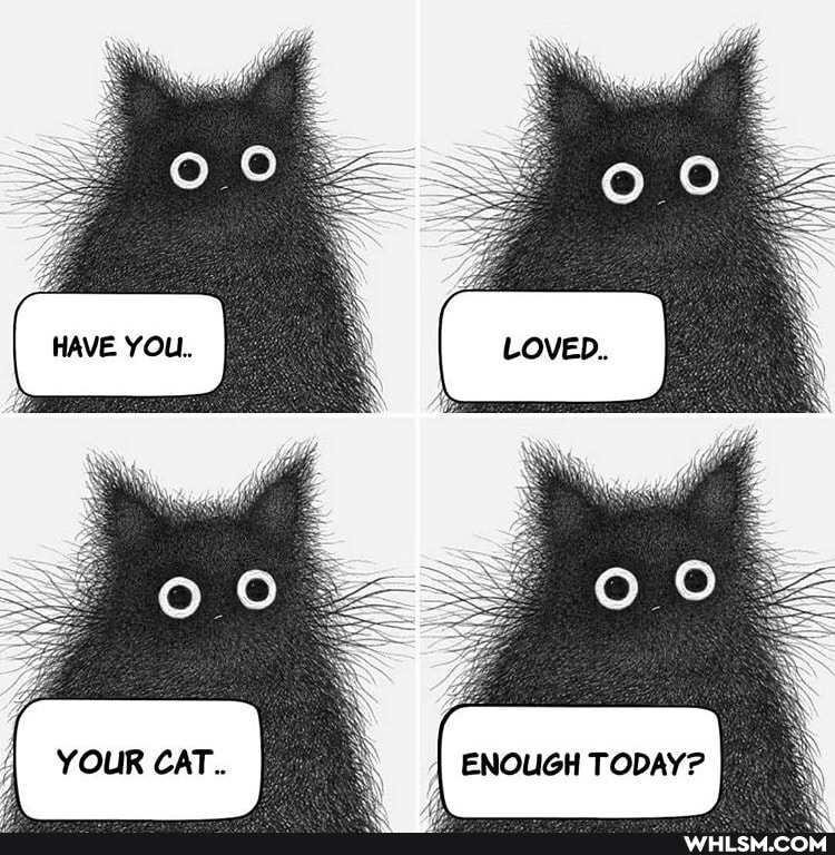 HAVE YOU.
YOUR CAT. I ENOUGH TODAY?