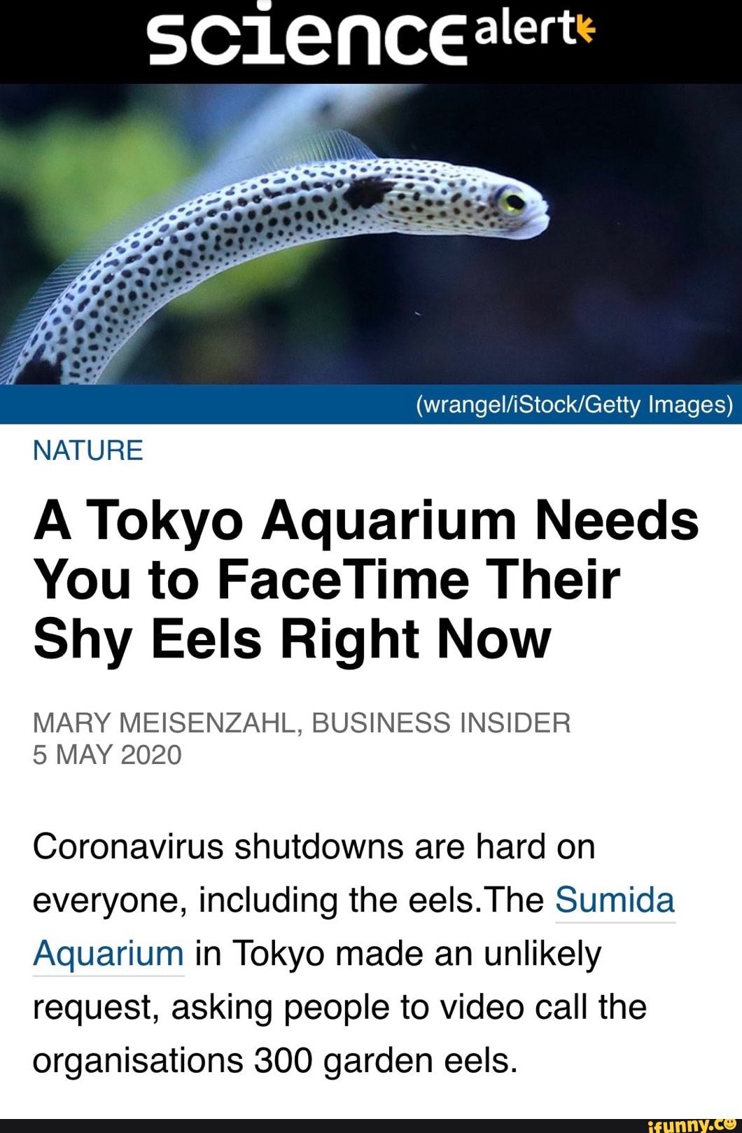 NATURE A Tokyo Aquarium Needs You to FaceTime Their Shy Eels Right Now