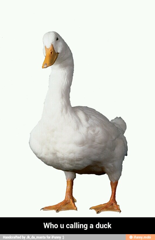 Who u calling a - Who u calling a duck