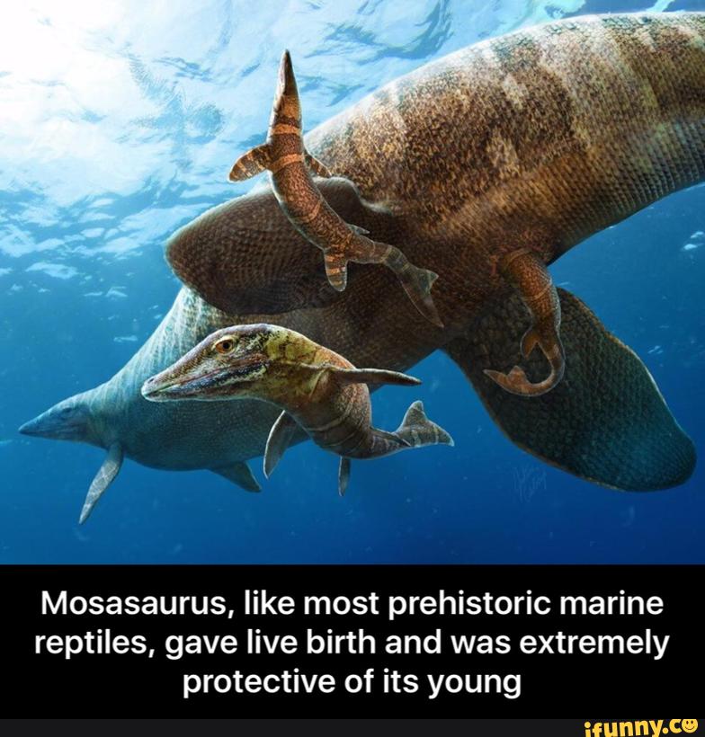 Mosasaurus, like most prehistoric marine
reptiles, gave live birth and was extremely
protective of its young - Mosasaurus, like most prehistoric marine reptiles, gave live birth and was extremely protective of its young