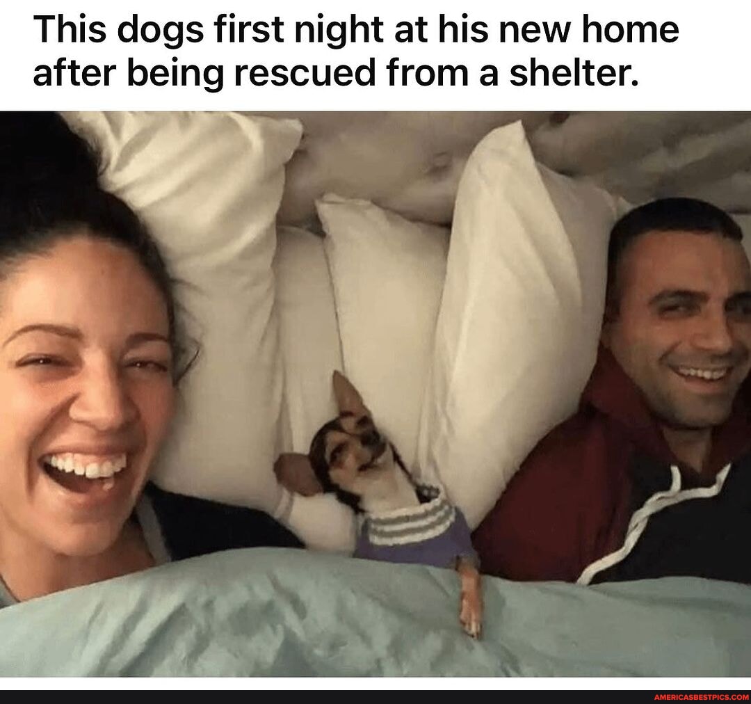 openlygayanimals This dogs first night at his new home after being
