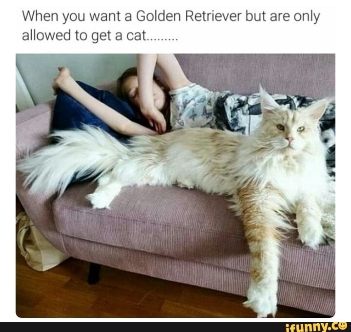 When you want a Golden Retriever but are only allowed to get cat