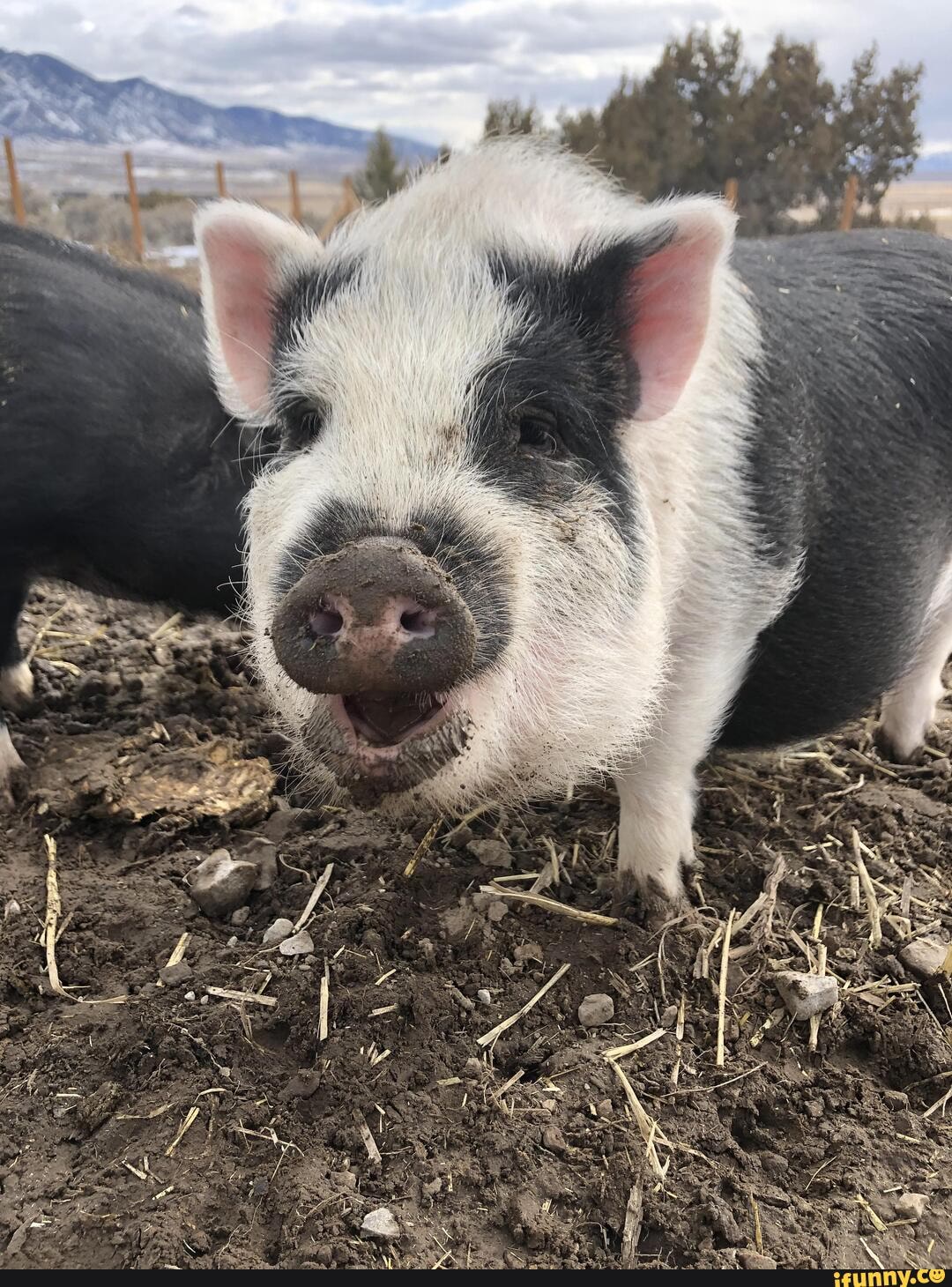 baby, potbelly, nearby, rescue, benedict