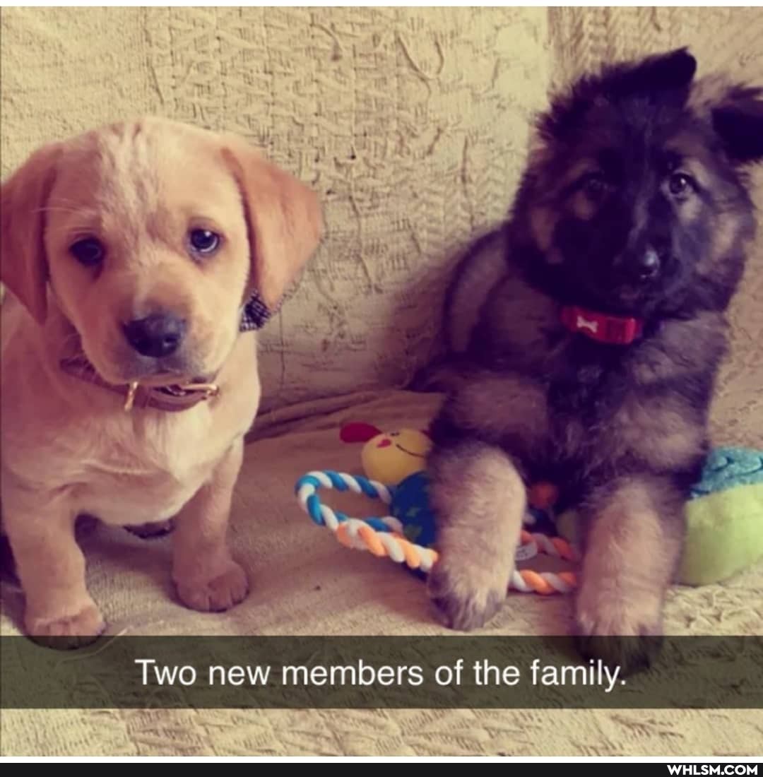 Two new members of the family.