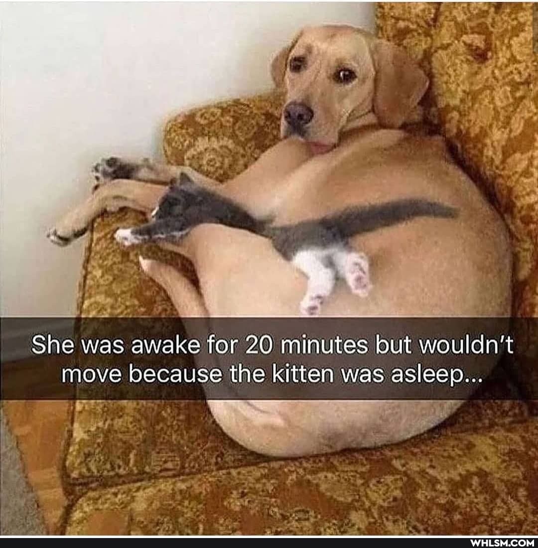 pr *
She was awake for 20 minutes but wouldn't move because the kitten was asleep...