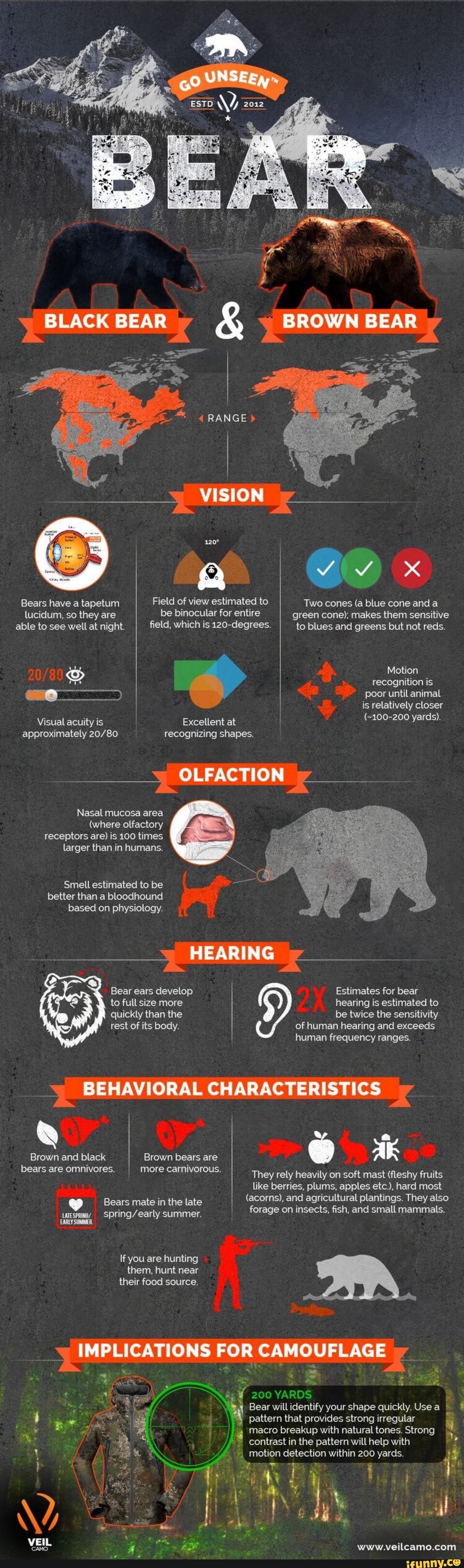 Bears have tapetum Held 9