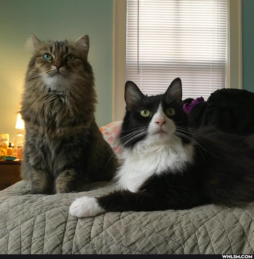 pets, cat, cats, cute_cat