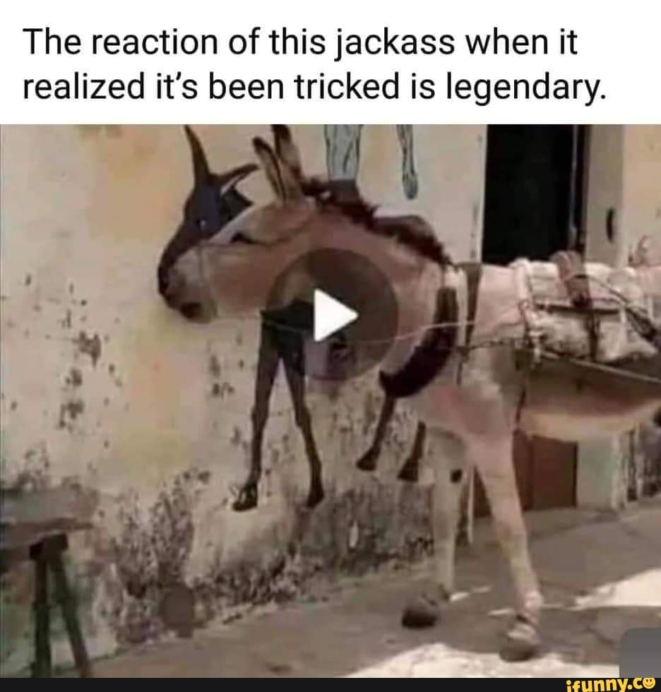 Jackass Memes Memes The Best Memes On Ifunny