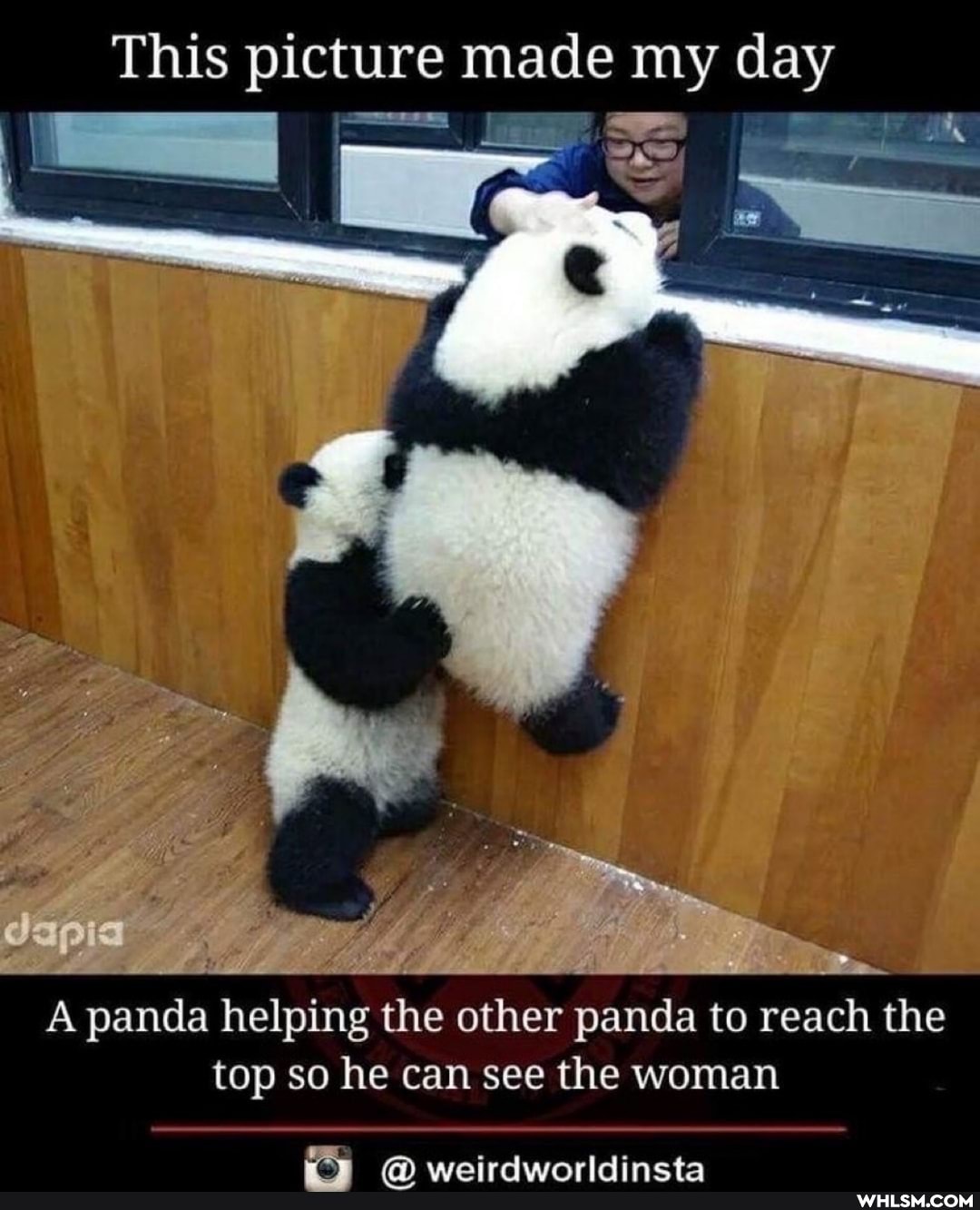 This picture made my day
A panda helping the other panda to reach the top so he can see the woman
ta