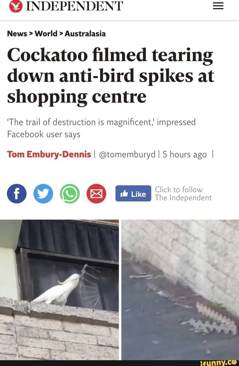 INDEPENDENT News > World > Australasia
Cockatoo filmed tearing down anti-bird spikes at shopping centre
'The trail of destruction is magnificent; impressed
Facebook user says
Tom Embury-Dennis I @tomemburyd I 5 hours ago I
( ) Click to follow Independent
SS